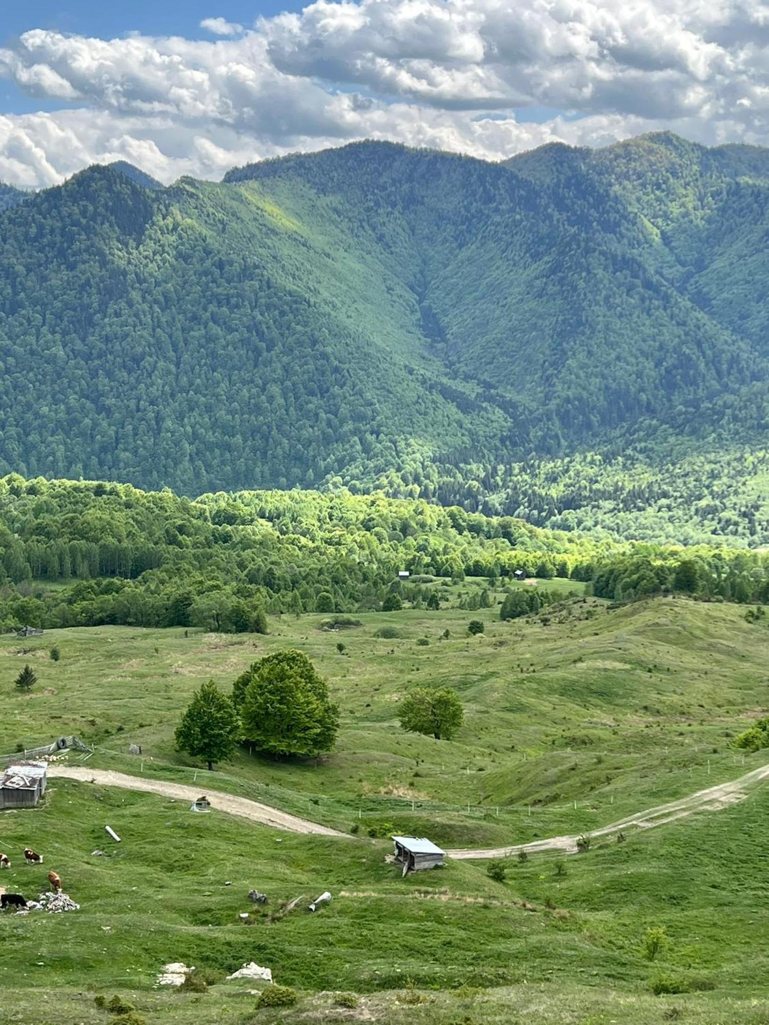 Casa Potcoava Hotel Lepşa Buitenkant foto